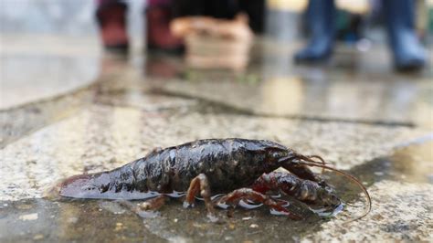 Todo Por El Suelo En Begonte Tras La Riada Comida Muebles Y