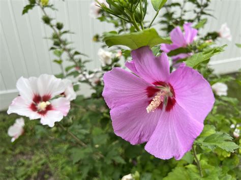 Hardy Hibiscus Sprouting From Nodes Rhibiscus