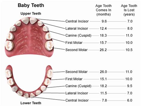 Types Of Teeth Diagram And Their Functions Tooth Number Char