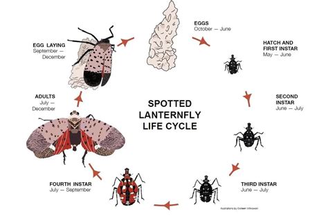 Spotted Lanternfly Life Cycle – Crazy for Gardening