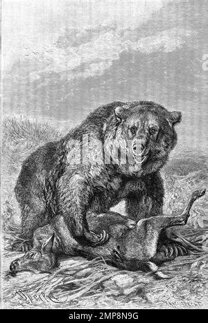 Grizzlyb R Ursus Arctos Horribilis Digital Restaurierte Reproduktion