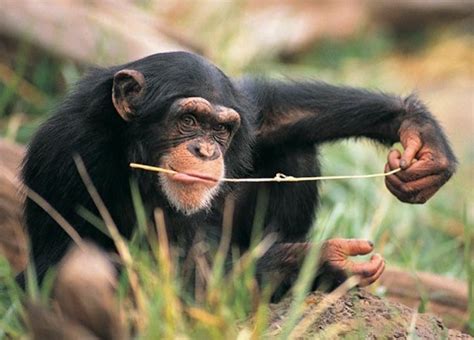 chimpanzee eating bugs - chimpanzees are entotarian - Entovegan - Entovegan