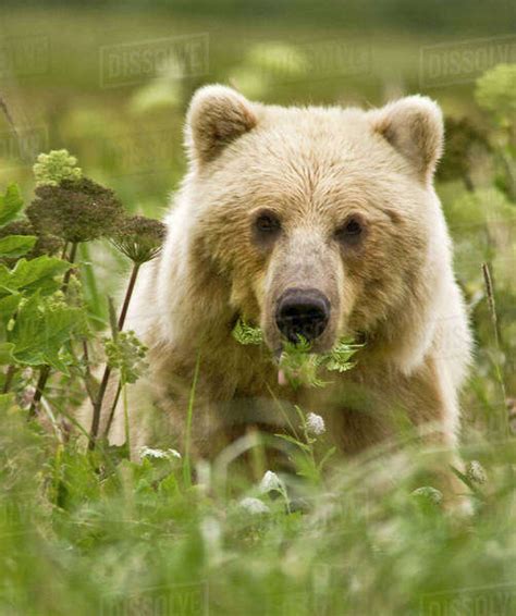 USA, Alaska, Lake Clark National Park. A blonde grizzly bear with a mouth full of fern leaves ...