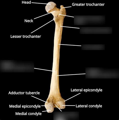 Femur Posterior View Right Side Diagram Quizlet