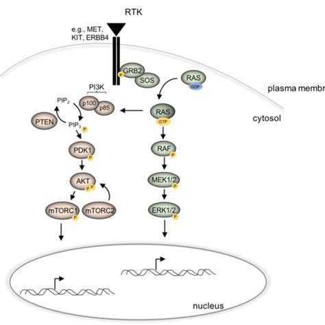 Signaling Pathways In Melanoma Schematic Overview Of The Mapkerk12