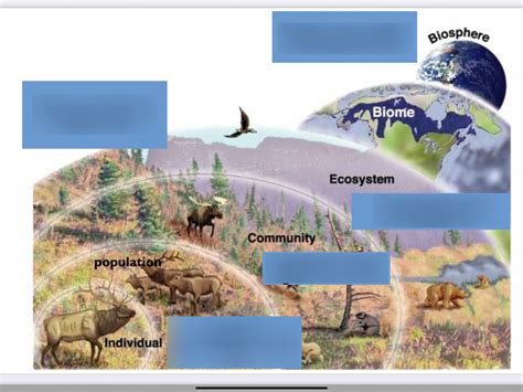 Biology Ecology Diagram Quizlet