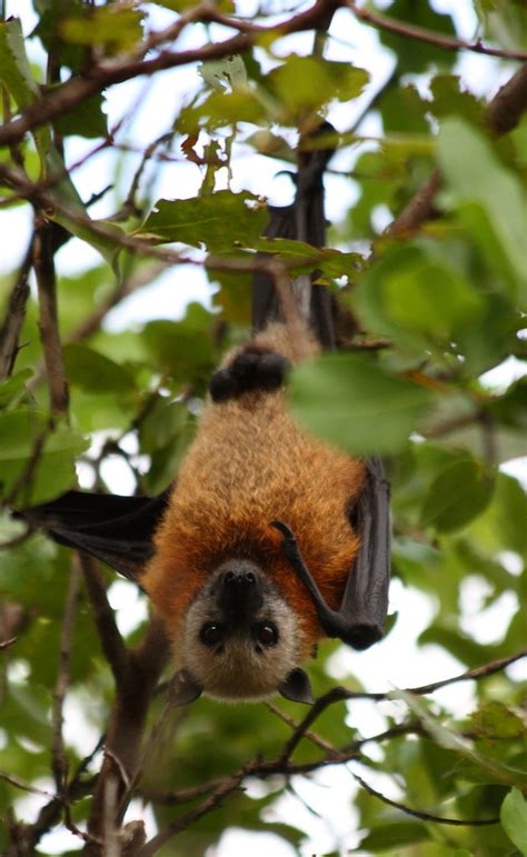 Aldabra Flying Fox Pteropus Aldabrensis Picard Island A Flickr