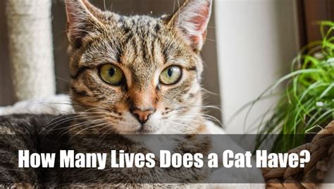 How Many Lives Does A Cat Have Interesting Facts