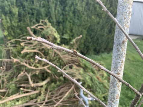 Frost killed buds on Prok persimmon - General Fruit Growing - Growing Fruit