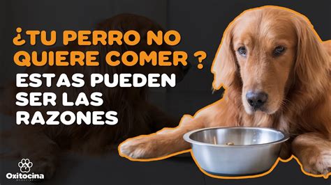 Razones Por Las Que Tu Perro No Quiere Comer Youtube