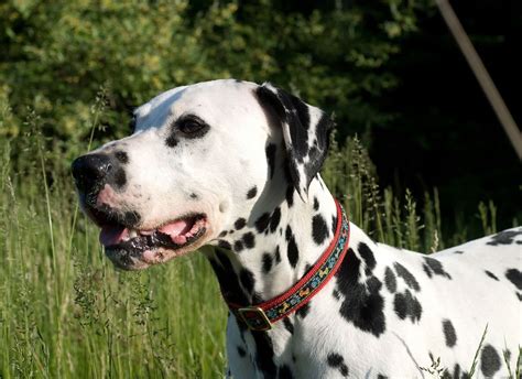 Dalmatian Dog Home Training For Obedience in North Yorkshire