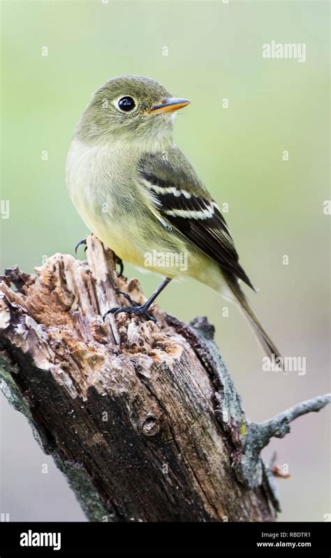 Yellow Bellied Flycatchers Hi Res Stock Photography And Images Alamy