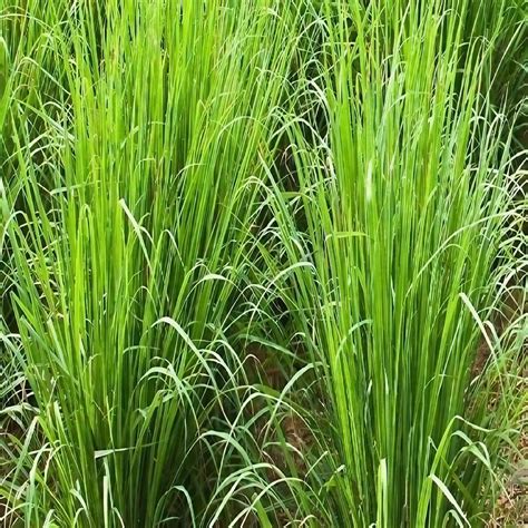 Clay Natural Vetiver Grass For Garden 6 Inch At ₹ 1 Piece In New Delhi Id 22796651862