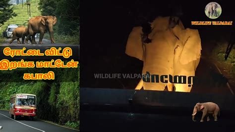 Elephant Blocks The Road அரசு பேருந்தை வழிமறித்த கபாலி யானையின் வீடியோ