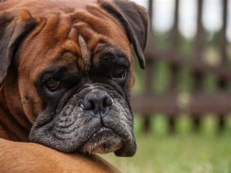 10 Fun Facts About the Boxer Dog 🐾 - Petyfied