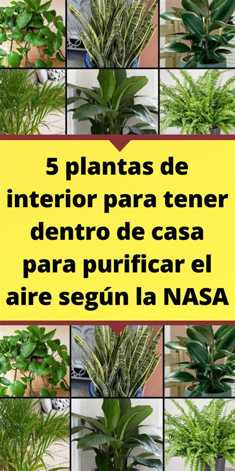 Plantas De Interior Para Tener Dentro De Casa Para Purificar El Aire