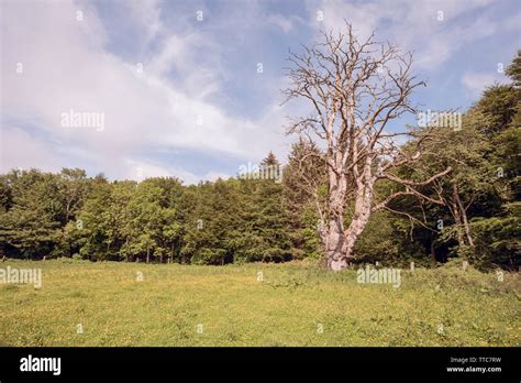 Dead Oak Tree Quercus Robur Standing In Field With Forest In