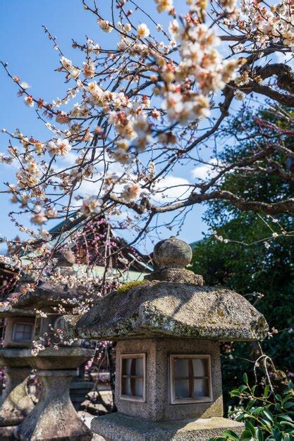 Premium Photo Kitano Tenmangu Shrine Plum Blossom Festival In Spring