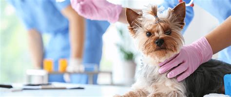 Stérilisation De La Chienne Quels En Sont Les Avantages