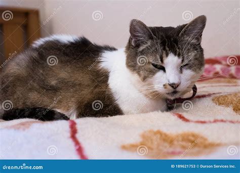 Sleepy Female Tabby Cat Lies On Blanket On Bed Stock Image Image Of