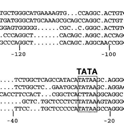 A Conserved Gata Binding Site Is Present In The Proximal Sf Promoter