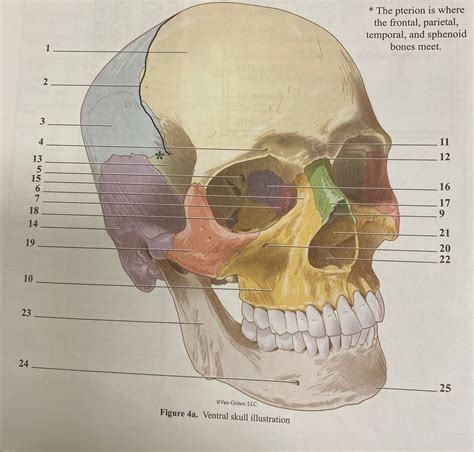 Ventral skull illustration Diagram | Quizlet