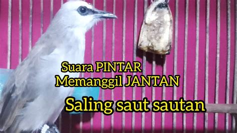 Trucuk Betina Memanggil Jantan Di Pagi Hari Suara Bagus Untuk Pancingan