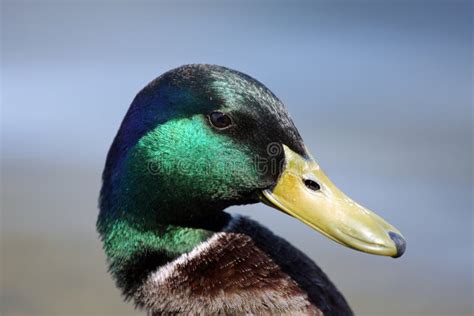 Mallard Duck Head (Male) stock image. Image of plumage - 7303181