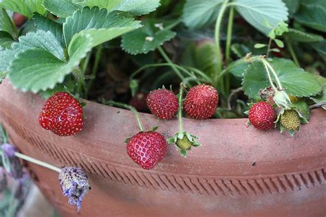 Strawberry Houseplants Tips For Growing Strawberries Indoors