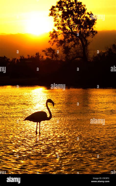 Flamingo at Sunset Stock Photo - Alamy