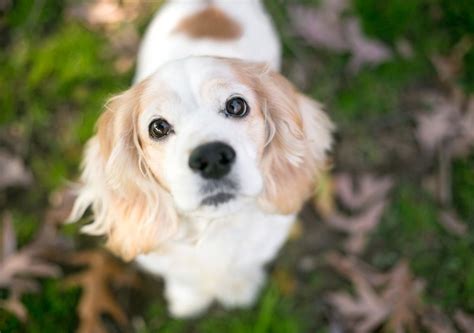 Golden Retriever Cavalier Mix: Complete Guide to This Hybrid – PawSafe