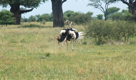 Days To Tarangire National Park Ngorongoro Crater