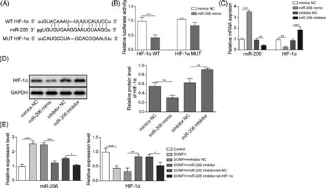 Silence Of Mir Targeted Hif To Promote Autophagy And Inhibit