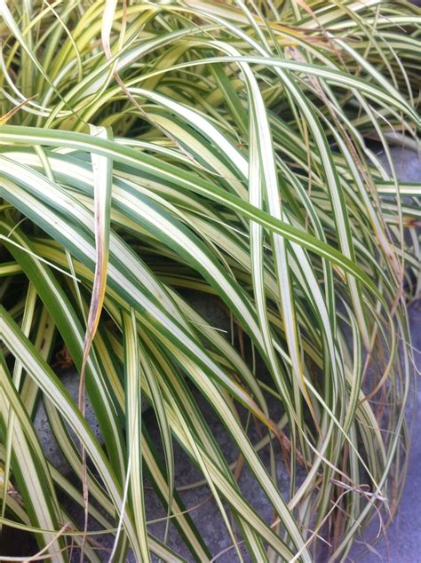 Carex Oshimensis Evergold Striped Weeping Sedge Cristinas Garden