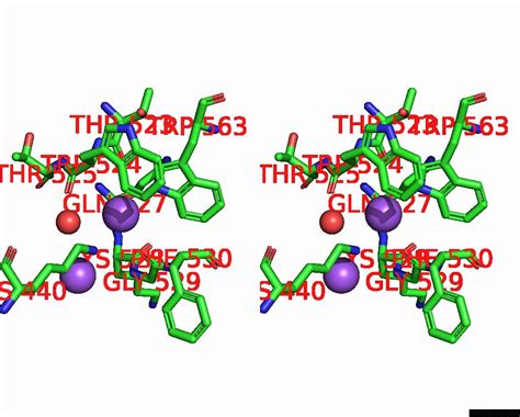 Sodium In Pdb Ryf High Resolution Crystal Structure Of Erap In