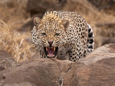 Leopard snarling (Panthera pardus) 705879 Stock Photo at Vecteezy