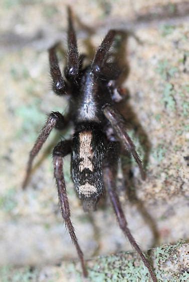 Eastern Parson Spider Herpyllus Ecclesiasticus Bugguide