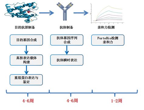 抗体亲和力测定服务 爱康得生物科技（苏州）有限公司