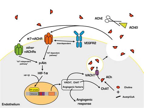 Possible Mechanisms Of Acetylcholinesterase Inhibitormediated