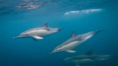 Lisbon Dolphin Watching Boat Tour