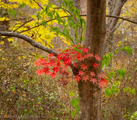 Stopping to catch my breath: Rock Creek Park Fall Colors