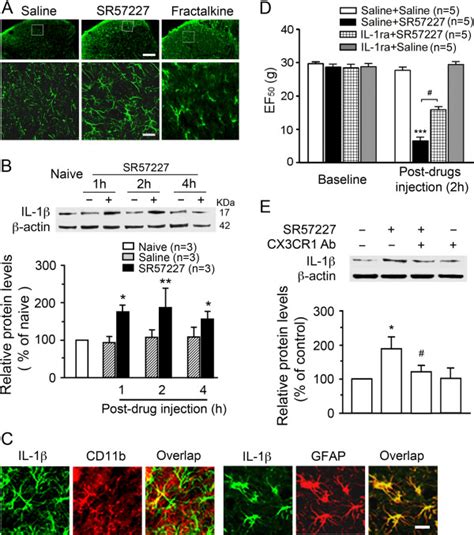 Upregulation Of Il 1β In The Dorsal Horn Astrocytes And Its Involvement