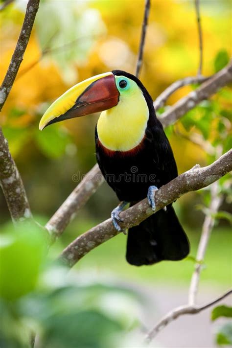 Tukan In Costa Rica Stockbild Bild Von Lebensdauer Baum 35202113