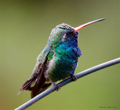 Gordon's Birding Adventures: Santa Rita Lodge, Madera Canyon, AZ