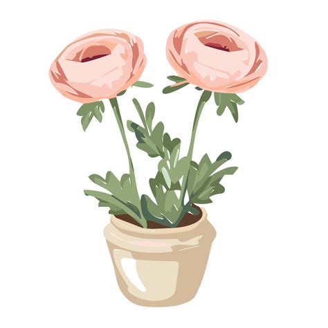 Ranunculus flower pot transparent background,Ai Generative 27434137 PNG