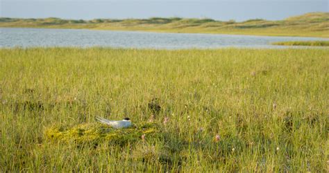 Alaska Wilderness League Welcomes Action To Protect Izembek National