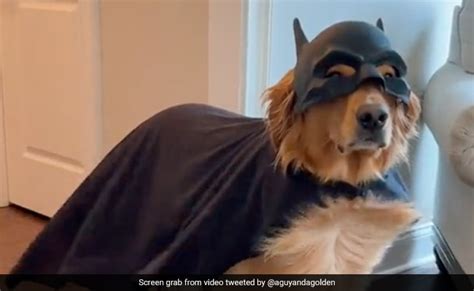 Introducir 64 Imagen Dog Dressed As Batman Abzlocalmx