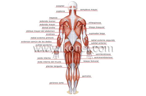 ser humano anatomía músculos vista posterior imagen Diccionario