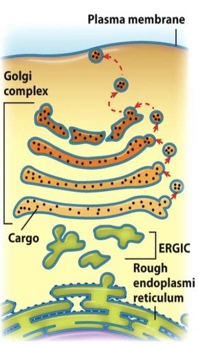 Lecture 5.2 - Golgi complex Flashcards | Quizlet