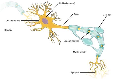 Parasympathetic - Para Or Sympathetic